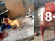 13 sulme të tmerrshme të qeneve të kapura nga kamerat në kohë reale (VIDEO 18+)