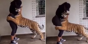 Tigri nuk i heq dot duart nga kjo vajzë seksi (Video)