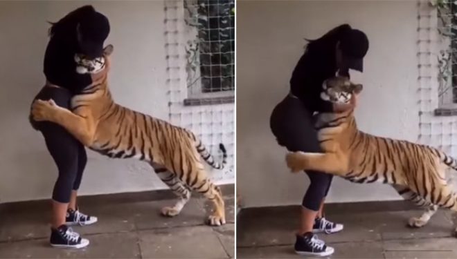 Tigri nuk i heq dot duart nga kjo vajzë seksi (Video)