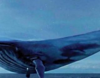 “Balena Blu” shënon një tjetër viktimë, adoleshenti vret veten me qese plastike