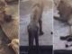 Luani që po vdes urie në kopshtin zoologjik, është fshehur nga menaxhmenti për shkak të disa pamjeve që po qarkullojnë në internet (Video)