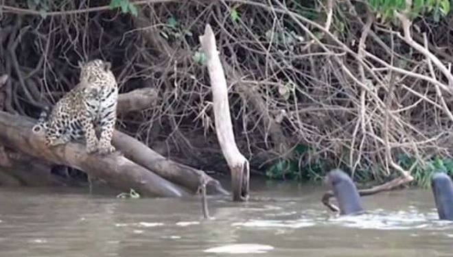 Jaguarët e fuqishëm u përzunë prej territorit të tyre nga një grup vidrash (Video)