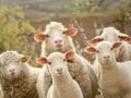 Therja e kurbaneve vetëm në thertore të licencuara, AUV apel qytetarëve për respektim të rregullave Therja e kurbaneve vetëm në thertore të licencuara, AUV apel qytetarëve për respektim të rregullave