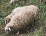 Rikthehet murtaja e bagëtive të imëta në Shkodër të Shqipërisë
