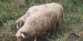 Rikthehet murtaja e bagëtive të imëta në Shkodër të Shqipërisë