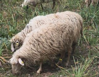 Rikthehet murtaja e bagëtive të imëta në Shkodër të Shqipërisë