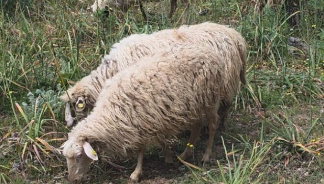 Rikthehet murtaja e bagëtive të imëta në Shkodër të Shqipërisë